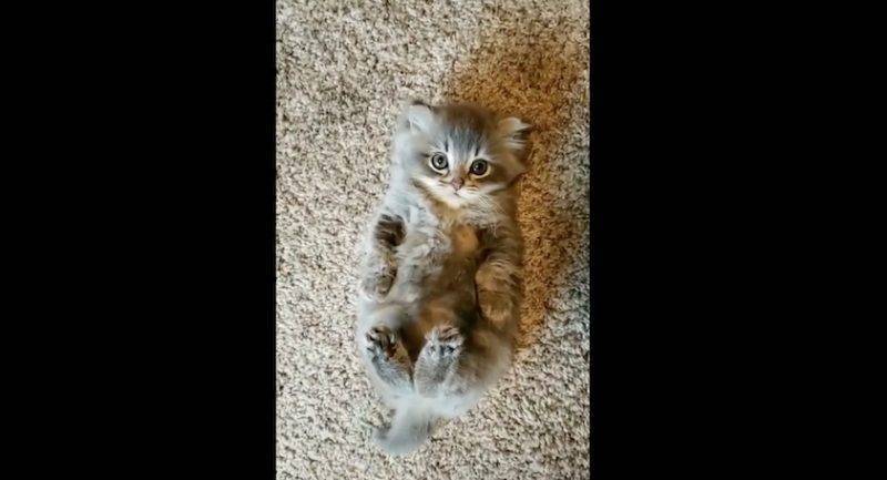 «Милейший котенок на свете»: Соцсети влюбились в малыша Потато с дварфизмом из Сиэтла