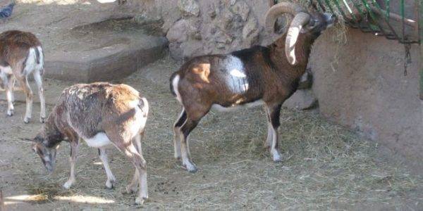 ЧП в ереванском зоопарке: гибель муфлона привела к отставка директора