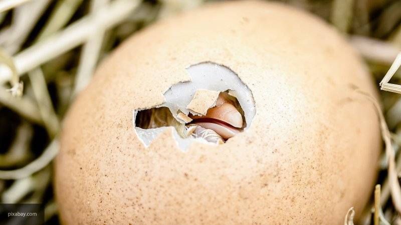 Ученые выяснили, что осторожность цыплят перед "лицом опасности" является врожденной