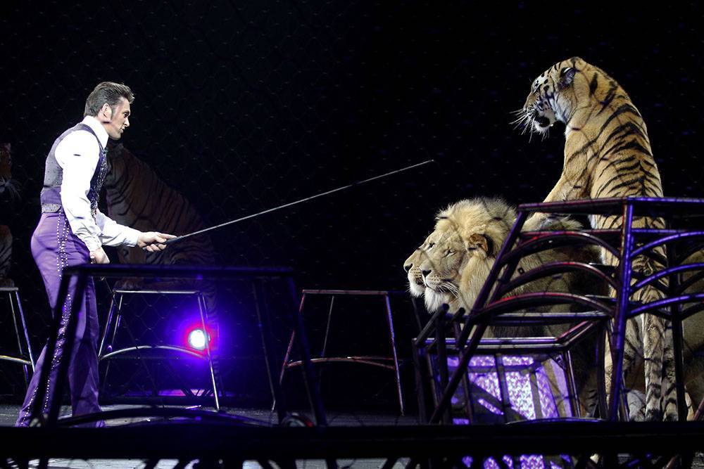 В Словакии вступил запрет на выступления диких животных в цирках