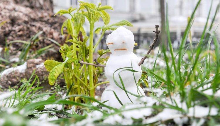Первый снег в Москве растает к выходным