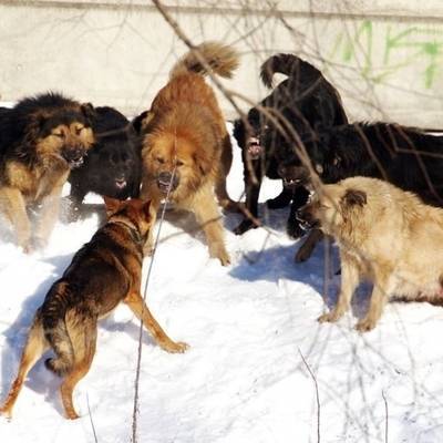 Стая собак второй день подряд нападает на животных зоопарка в Ереване