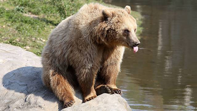 Стало известно, когда медведи в зоопарке Москвы впадут в спячку