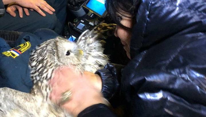 В числе спасенных из горящего дома в центре Москвы оказалась сова