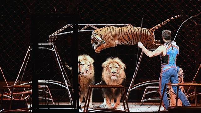 В Словакии в цирках запретили выступления почти всех зверей