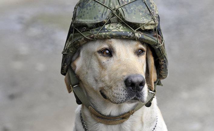Helsingin Sanomat (Финляндия): первоклассные военные собаки