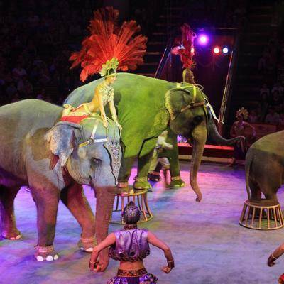 В Словакии запретили выступление животных в цирках