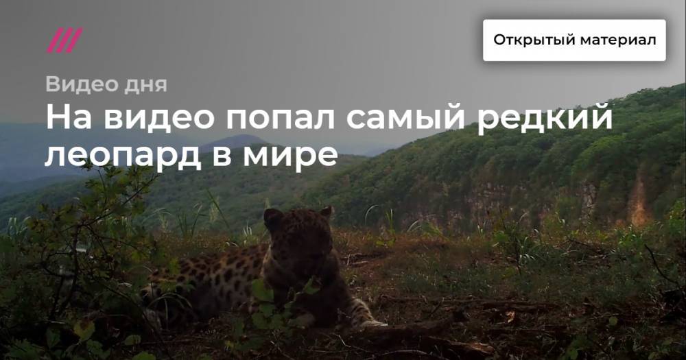 На видео попал самый редкий леопард в мире