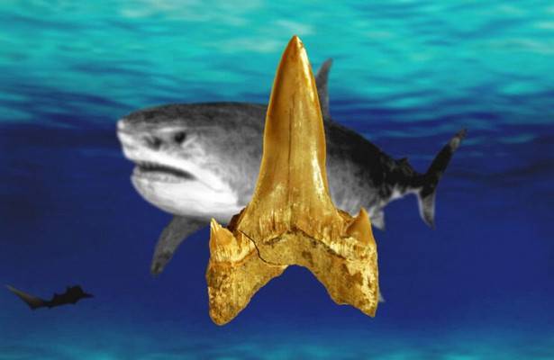 В США обнаружили зубы неизвестной гигантской акулы