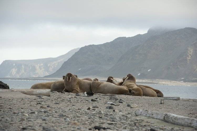 Экологи борются за освобождение моржей из «китовой тюрьмы»