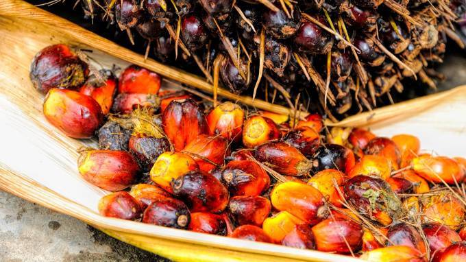 Производители пальмового масла больше не будут получать льготы