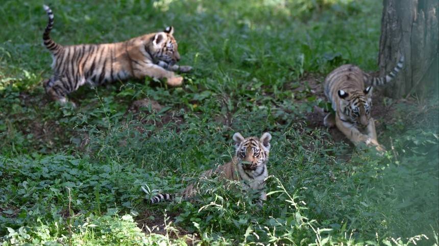 В Приморье ищут маму трех тигрят, попавших на видео
