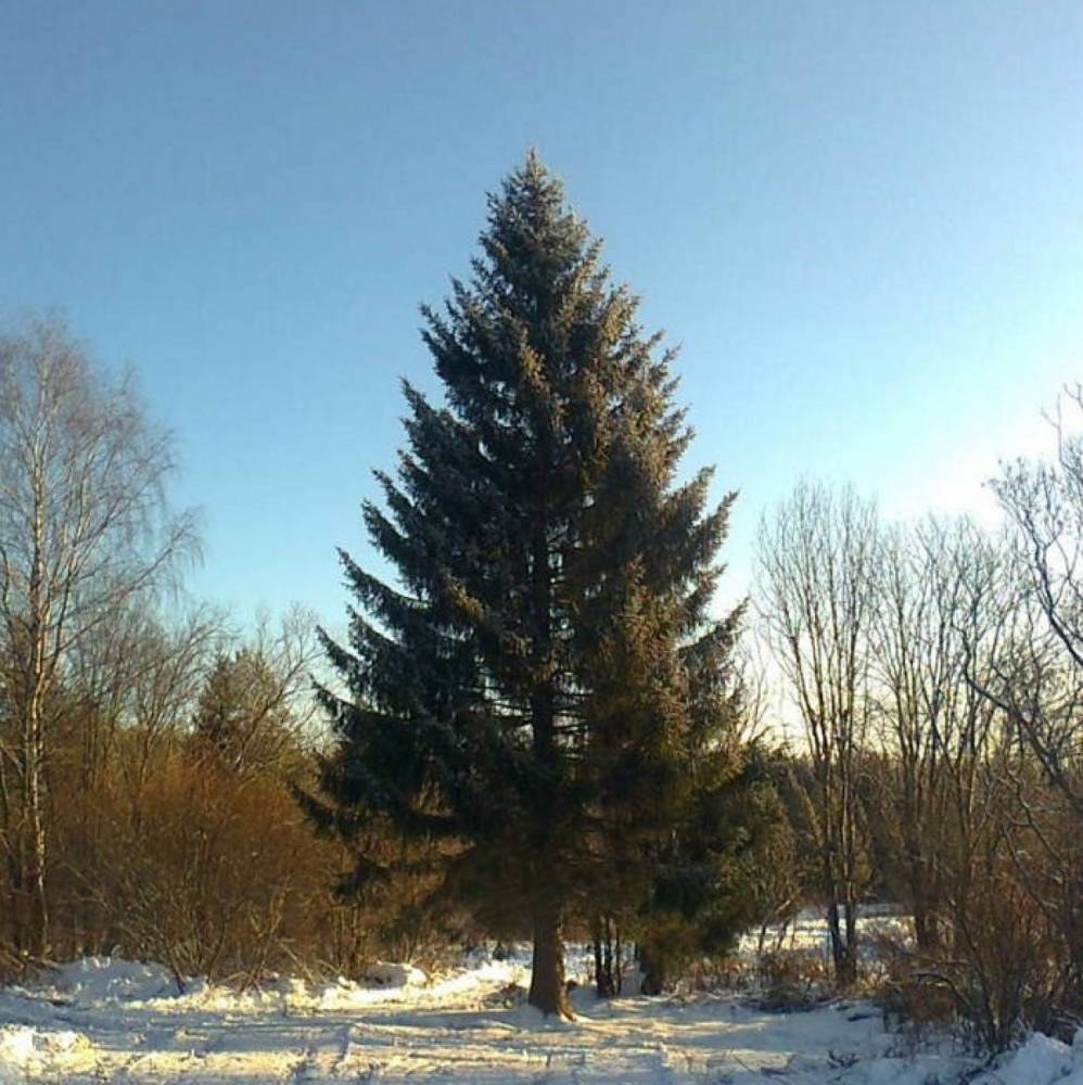 Главную елку Коми нашли в Усть-Вымском районе