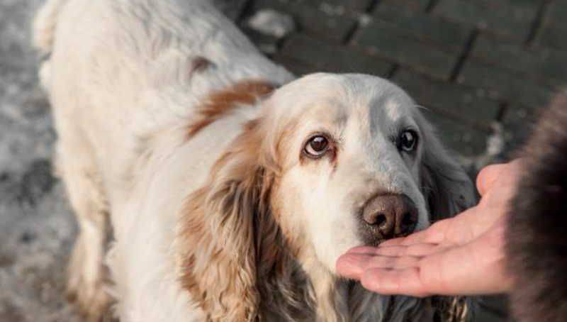 Собаки умеют распознавать рак по запаху