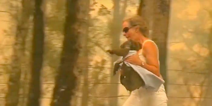На видео засняли, как смелая австралийка бросилась в огонь ради спасения коалы