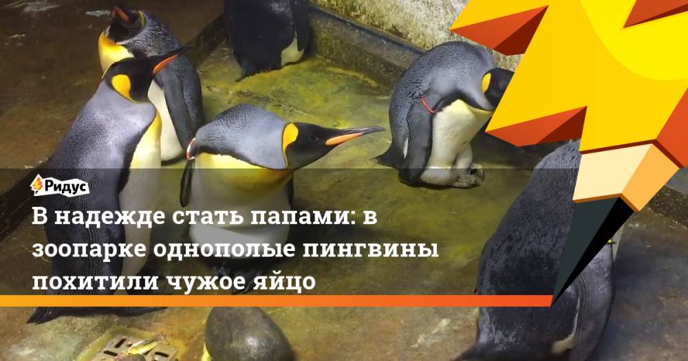 В надежде стать папами: в зоопарке однополые пингвины похитили чужое яйцо