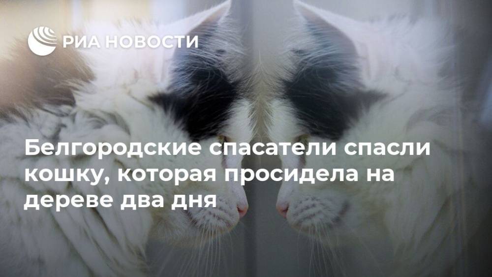 Белгородские спасатели спасли кошку, которая просидела на дереве два дня