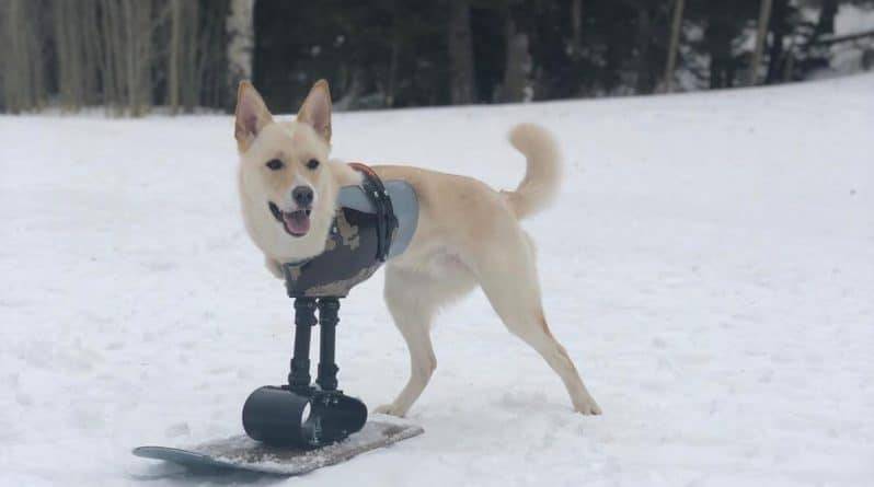 Пес-сноубордист: собаке без передних лапок подарили протез, чтобы она жила полноценной жизнью