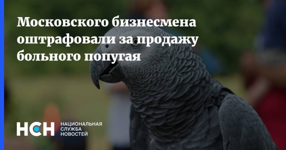 Московского бизнесмена оштрафовали за продажу больного попугая