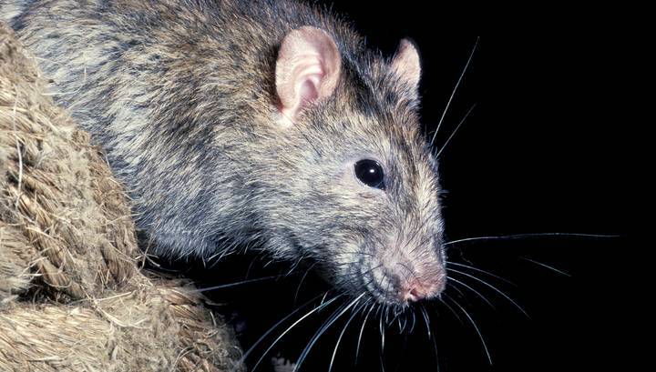В Эстонии крысы лишили жителей государственного Интернета
