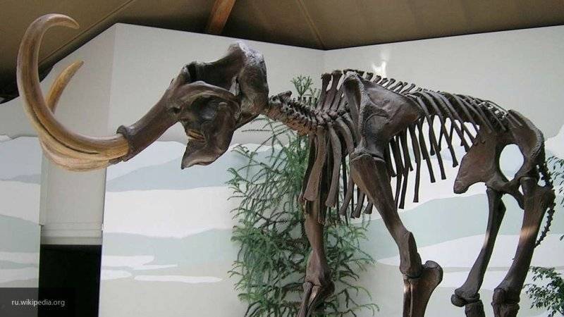 Ученые в Якутии обнаружили в костях мамонта осколки орудия древнего человека