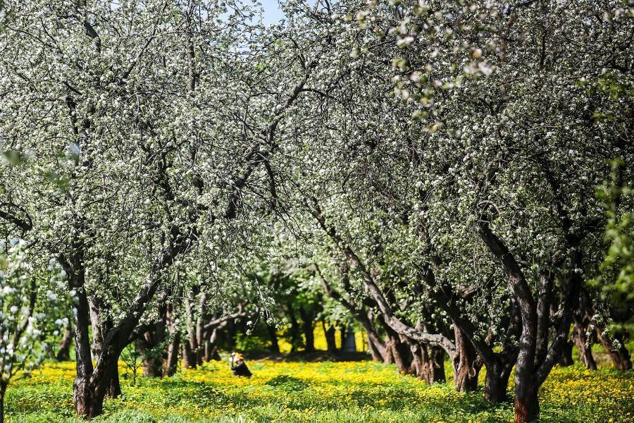 Общественную зону и яблоневый сад благоустроят в Очаково-Матвеевском к 2023 году