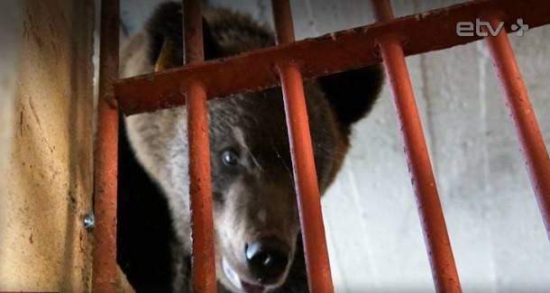 Зоозащитники отказались от идеи депортации медведя Проши в Коми