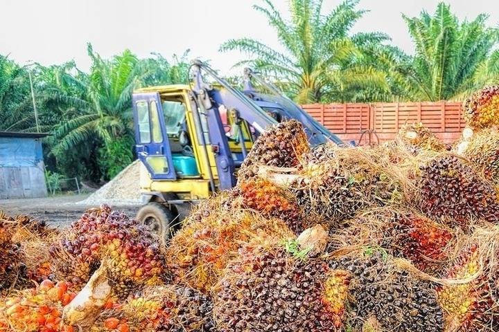 В Малайзии поблагодарили Россию за большие закупки пальмового масла