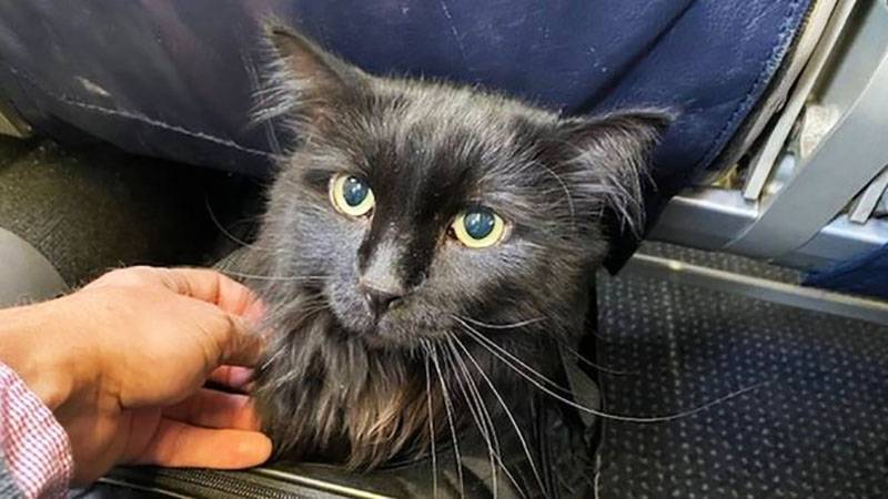 Пять лет скитаний: пропавшего кота Сашу нашли в США