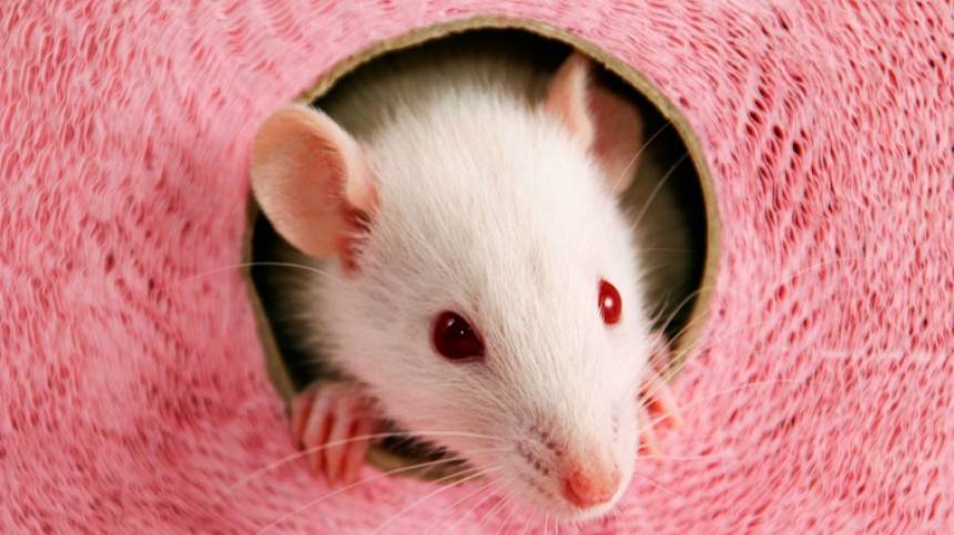 Гороскоп на 2020 год Белой Металлической Крысы для всех знаков зодиака