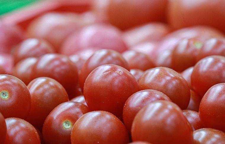 Россельхознадзор остановил на границе 20 тонн заражённых помидор