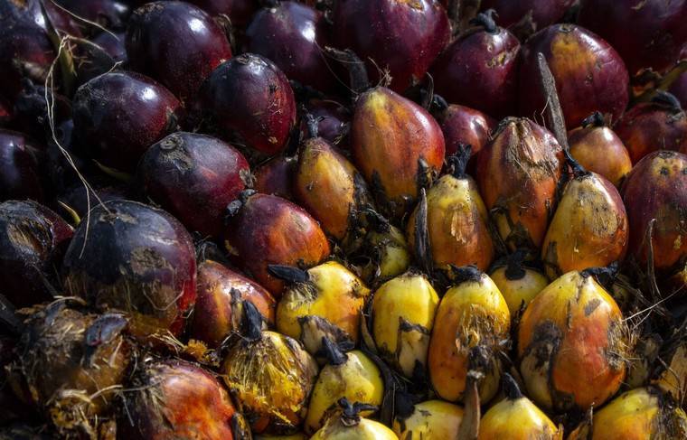 Россия получила благодарность от Малайзии за закупки пальмового масла