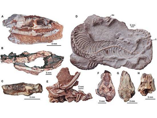 Палеонтологи описали древнюю «змею с ногами» из Аргентины