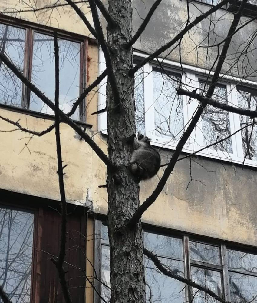 В Петербурге спасатели сняли с дерева агрессивного енота