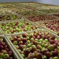 «Агро-Белогорье» официально запустило обошедшееся в 500 млн рублей фруктохранилище