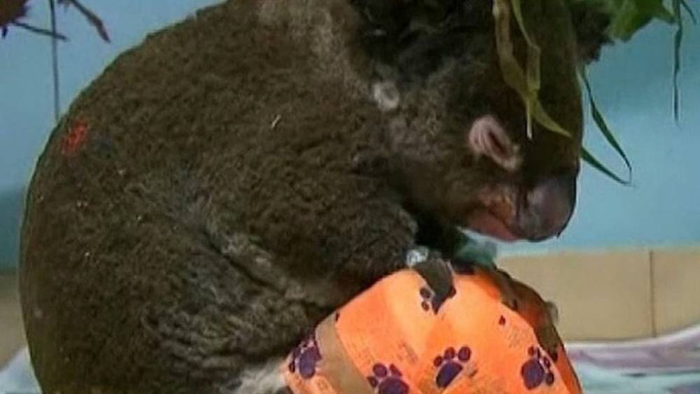 Женщина спасла коалу от лесного пожара и стала всемирной героиней