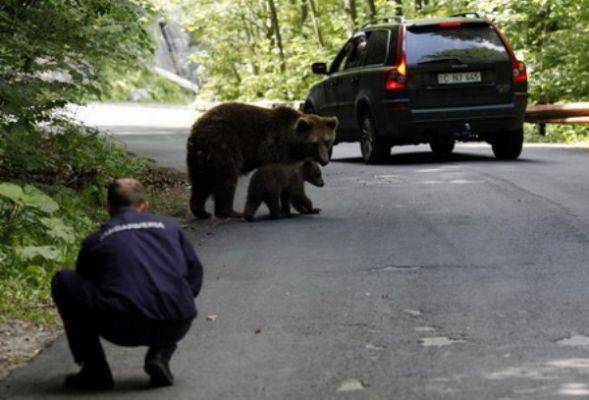 В Румынии увеличилась популяция бурых медведей: звери нападают на людей