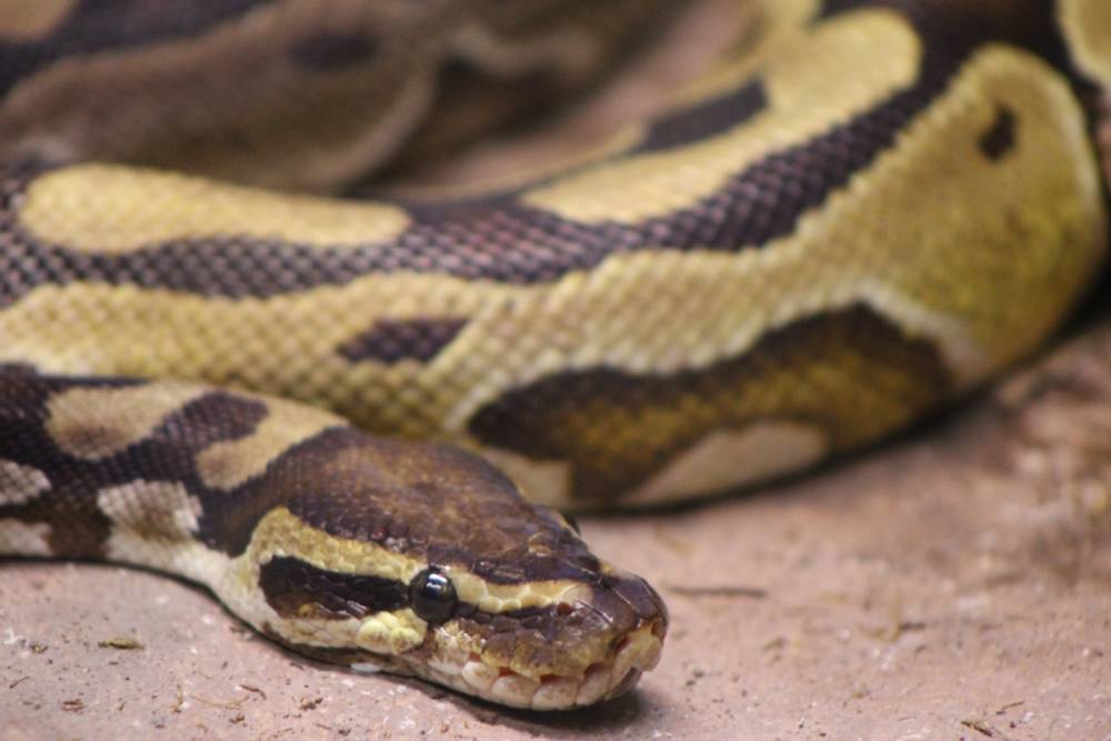 Ученые выяснили, когда змеи потеряли конечности