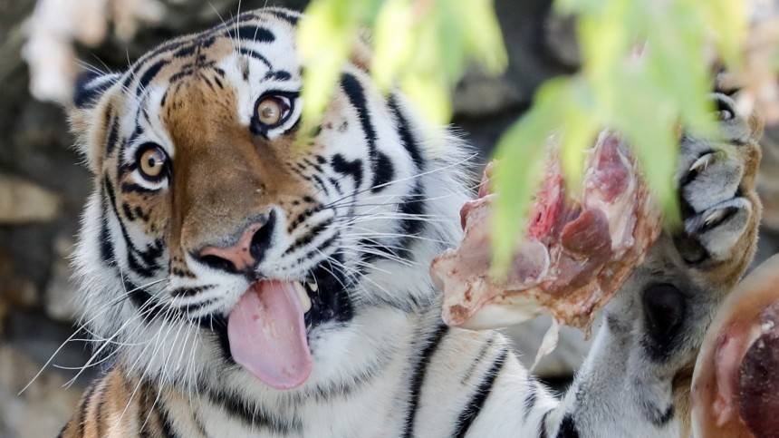 Нацпарки России и КНР договорились вместе охранять леопардов и тигров