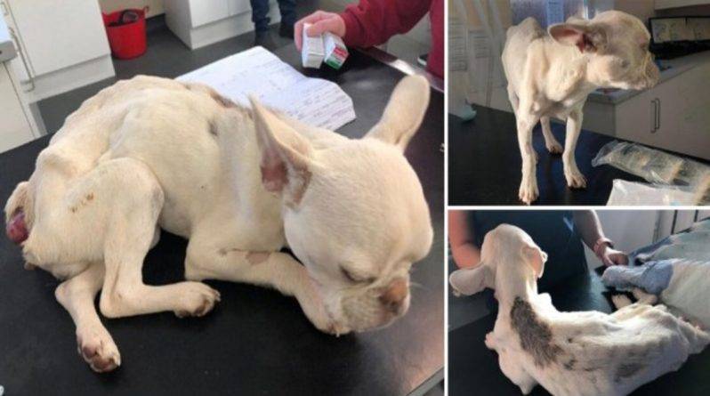 «Бедный маленький ангелочек»: ветеринары спасли от усыпления невероятно истощенного щенка с выпадением прямой кишки