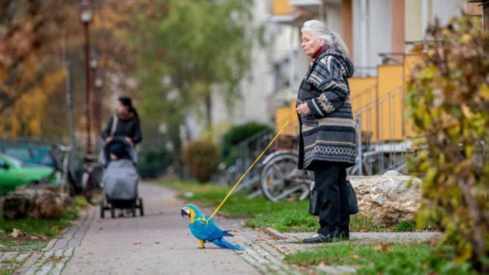 В Тюрингии бабушка Хильде каждый день выгуливает на поводке необычного питомца