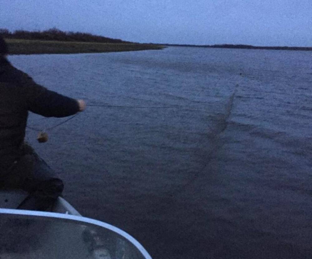 Петрозаводчанин попал под суд за ловлю лосося на Онежском озере