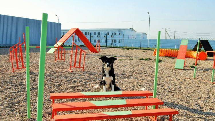 В аэропорту Симферополя установили полосу препятствий для собак