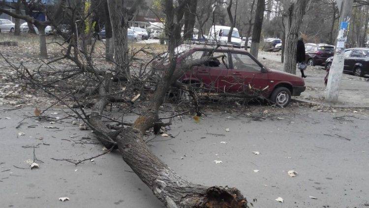 Упавшие деревья, порванные провода: в Симферополе дует ураганный ветер