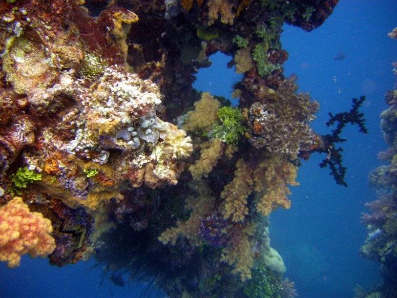 Новая болезнь кораллов обнаружена в Тихом океане