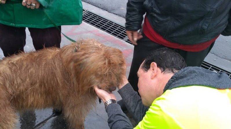 Добрые самаритяне вызволили из ливневого водостока собаку бездомной женщины (видео)