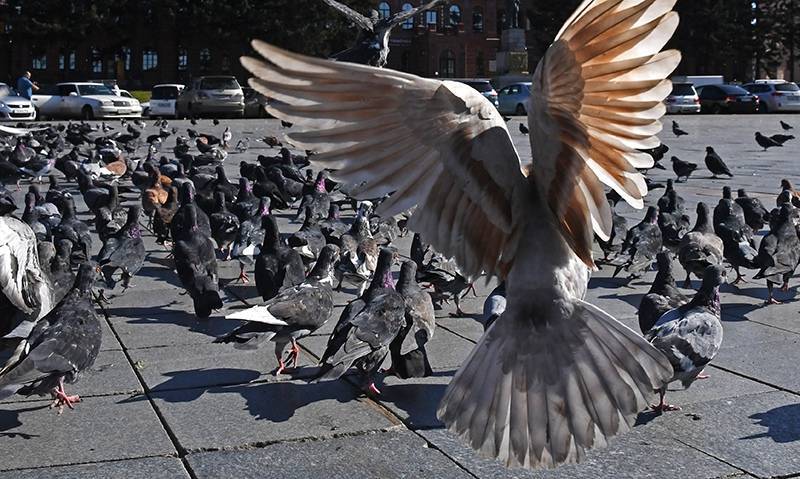 Установлена причина массовой гибели птиц в Карелии