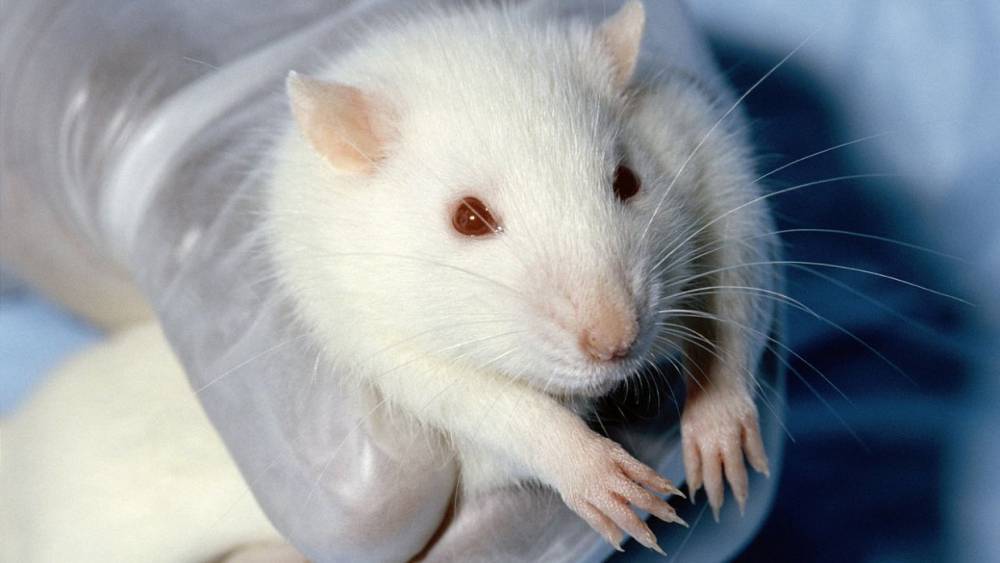 Более тысячи новгородцев проверили здоровье с помощью крыс