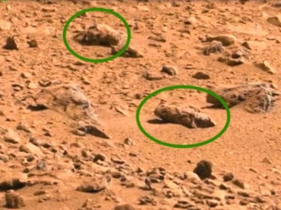 Пресс-релиз ученого, «нашедшего насекомых на Марсе», удалили после скандала