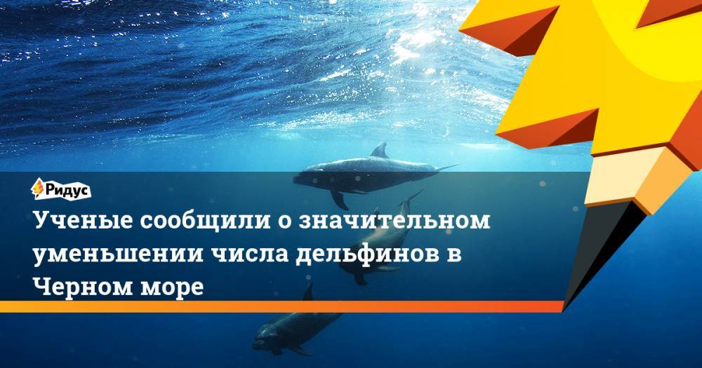Ученые сообщили о значительном уменьшении числа дельфинов в Черном море